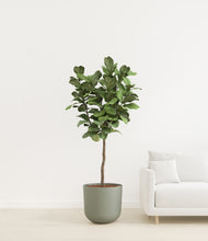 Load image into Gallery viewer, Sage Green
