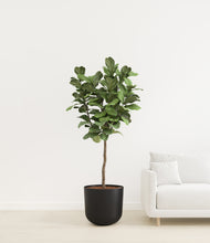 Load image into Gallery viewer, Stone Black
