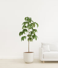 Load image into Gallery viewer, Natural Bamboo
