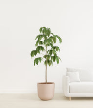 Load image into Gallery viewer, Sandy Pink
