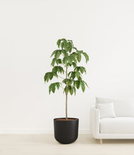 Load image into Gallery viewer, Stone Black
