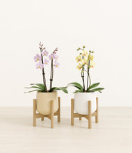 Load image into Gallery viewer, Buttercream stand:two_stands
