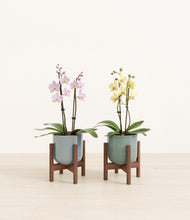 Load image into Gallery viewer, Frosted Meadow stand:two_stands

