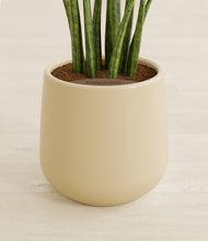 Load image into Gallery viewer, Almond Green stand:all
