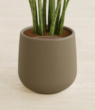 Load image into Gallery viewer, Olive stand:all

