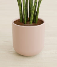 Load image into Gallery viewer, Sandy Pink stand:all
