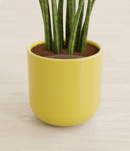 Load image into Gallery viewer, Key Lime Yellow stand:all
