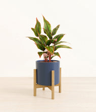 Load image into Gallery viewer, Deep Navy stand:bamboo
