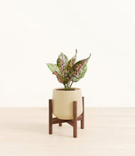 Load image into Gallery viewer, Almond Green stand:walnut
