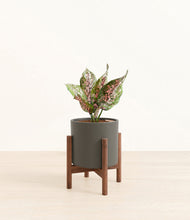 Load image into Gallery viewer, Dark Olive stand:walnut
