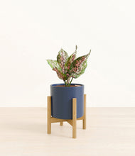 Load image into Gallery viewer, Deep Navy stand:bamboo
