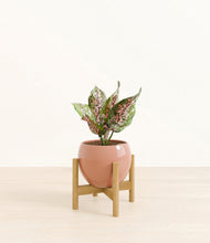 Load image into Gallery viewer, Calm Rose stand:bamboo
