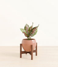 Load image into Gallery viewer, Calm Rose stand:walnut
