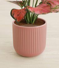 Load image into Gallery viewer, Striped Rose Pink stand:all
