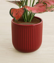 Load image into Gallery viewer, Striped Cherry Red stand:all
