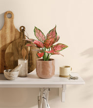 Load image into Gallery viewer, Hammered Peach Pink
