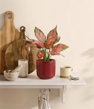 Load image into Gallery viewer, Striped Cherry Red
