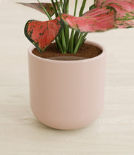 Load image into Gallery viewer, Sandy Pink stand:all
