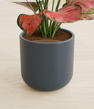 Load image into Gallery viewer, Iron Gray stand:all
