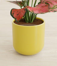 Load image into Gallery viewer, Key Lime Yellow stand:all
