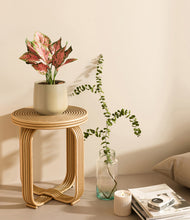Load image into Gallery viewer, Almond Green
