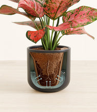 Load image into Gallery viewer, Stone Black stand:all
