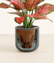 Load image into Gallery viewer, Iron Gray stand:all
