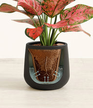 Load image into Gallery viewer, Black stand:all
