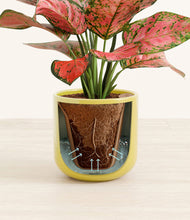 Load image into Gallery viewer, Key Lime Yellow stand:all
