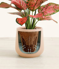 Load image into Gallery viewer, Gentle Pink stand:all
