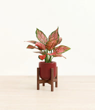 Load image into Gallery viewer, Striped Cherry Red stand:walnut
