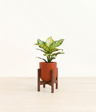 Load image into Gallery viewer, Earth Red stand:dark
