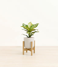 Load image into Gallery viewer, Natural Bamboo stand:light
