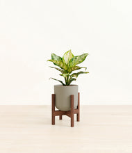 Load image into Gallery viewer, Sage Green stand:dark

