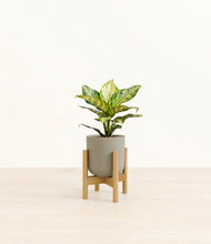 Load image into Gallery viewer, Sage Green stand:light
