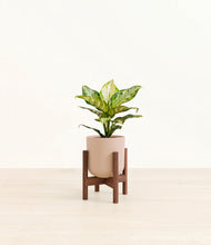 Load image into Gallery viewer, Sandy Pink stand:dark
