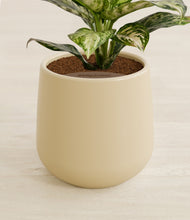 Load image into Gallery viewer, Almond Green stand:all
