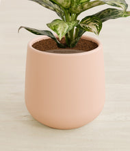 Load image into Gallery viewer, Gentle Pink stand:all
