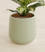 Load image into Gallery viewer, Turquoise stand:all
