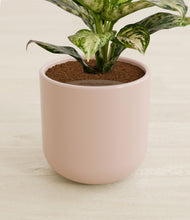 Load image into Gallery viewer, Sandy Pink stand:all
