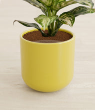 Load image into Gallery viewer, Key Lime Yellow stand:all
