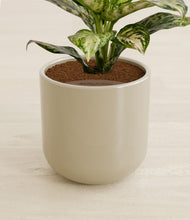 Load image into Gallery viewer, Sage Green stand:all
