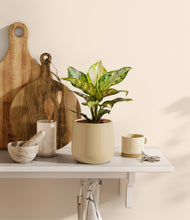 Load image into Gallery viewer, Almond Green
