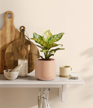 Load image into Gallery viewer, Gentle Pink

