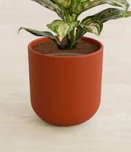 Load image into Gallery viewer, Earth Red stand:all
