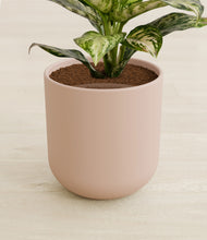 Load image into Gallery viewer, Sandy Pink stand:all
