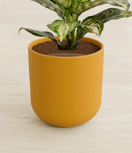 Load image into Gallery viewer, Sunset Orange stand:all
