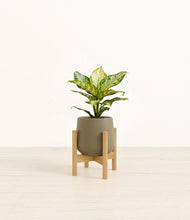 Load image into Gallery viewer, Olive stand:light
