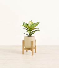 Load image into Gallery viewer, Almond Green stand:light
