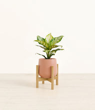 Load image into Gallery viewer, Calm Rose stand:light
